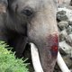 Dierenpark Emmen: Er ligt heel vaak olifant in greppel