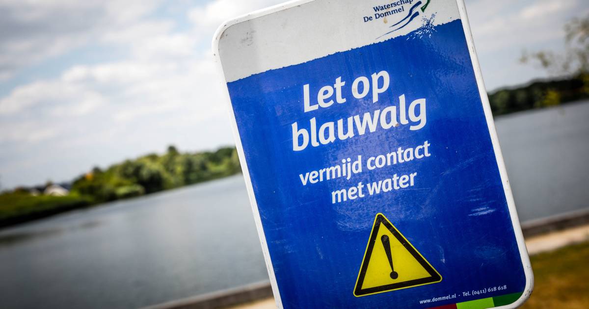 Blauwalg: in deze zwemplassen in de regio kun je nu beter even géén duik nemen