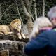 Nieuw leeuwenverblijf voor Artis dankzij twee weldoeners, vertrek van de baan