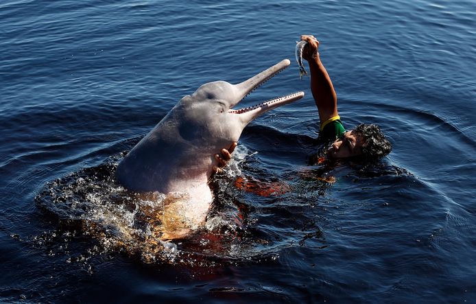 Een man speelt met een roze Amazonedolfijn in de Rio Negro, in het Amazonegebied. Archiefbeeld uit 2014.