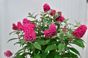 De winnaar van 2021, Buddleja davidii Butterfly Candy Little Ruby.