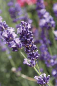 “Je kunt lavendel stekken en zo continu voor verjonging zorgen”: zo houd je succesvol lavendel in je tuin