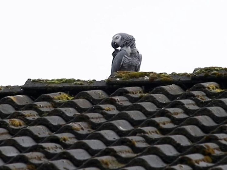 Brandweer rukt uit voor ontsnapte papegaai op dak