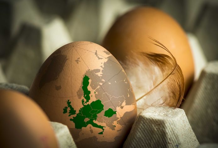 In zeker vijftien landen van de Europese Unie zijn met fipronil besmette eieren teruggevonden.