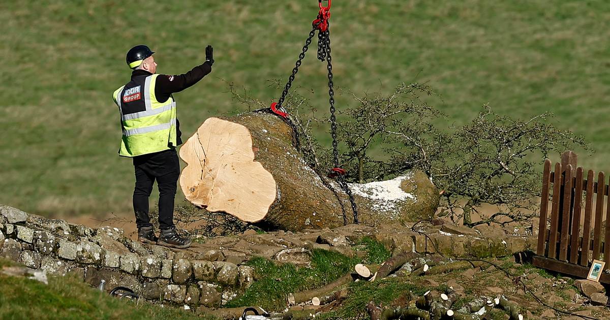 Removing the trunk of a famous British tree after vandalism  outside