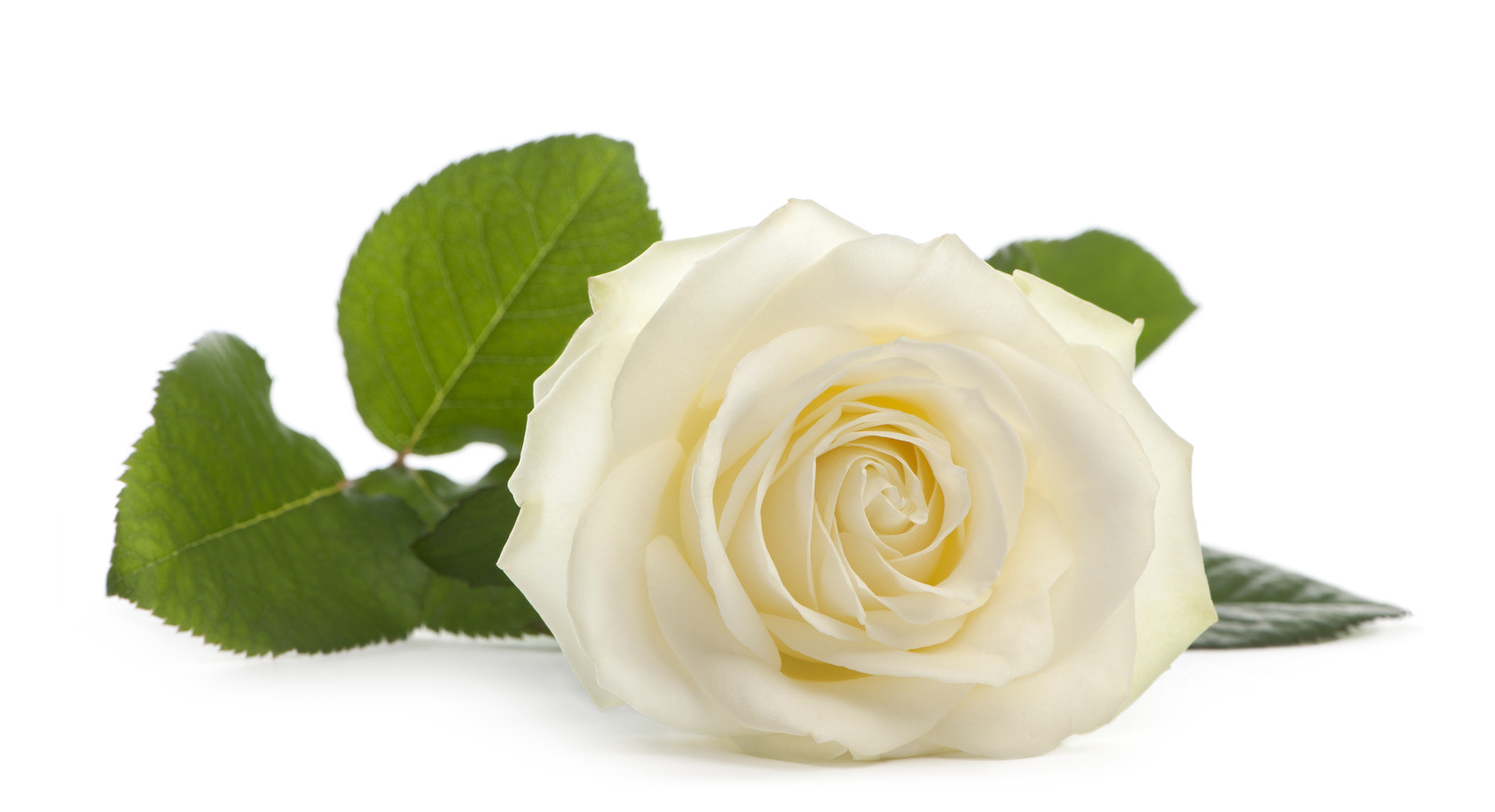 Роза Парковая белая на белом фоне