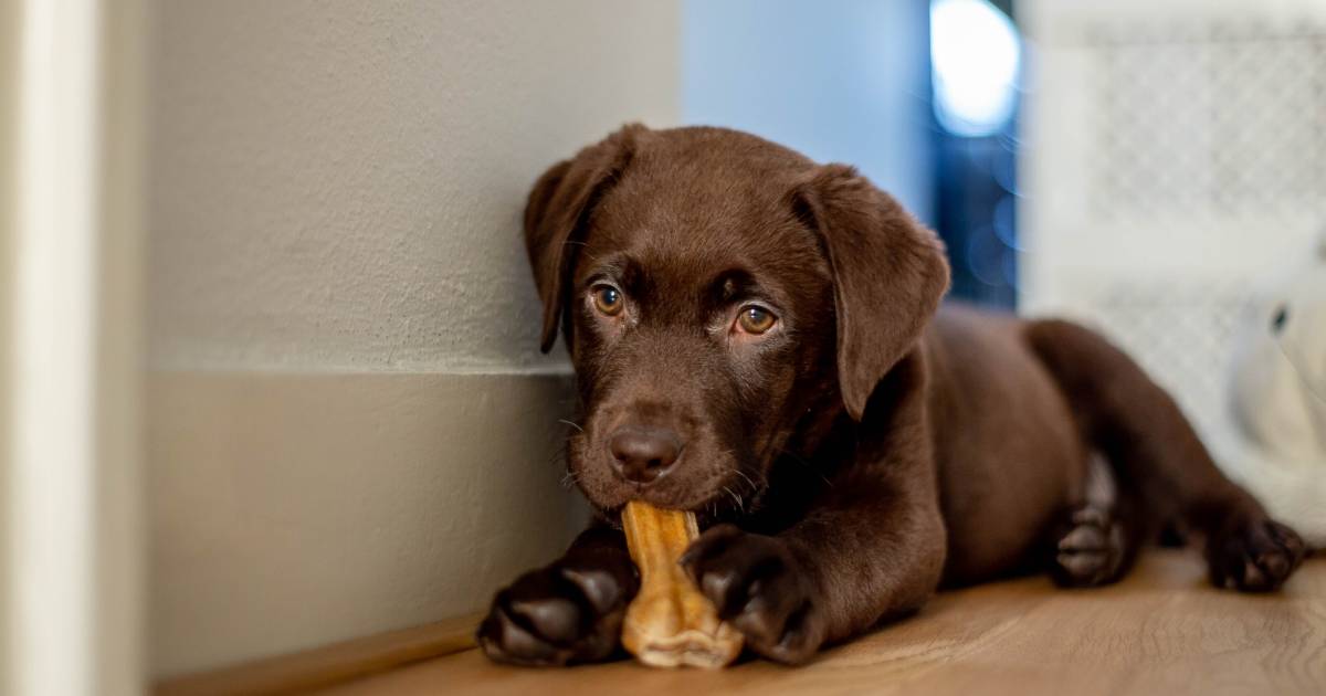 Het lijkt wel of we allemaal een puppy willen: wachttijd aankoopprijs lopen op | Binnenland | AD.nl