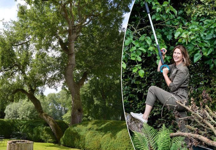 Laurence Michiels bomen