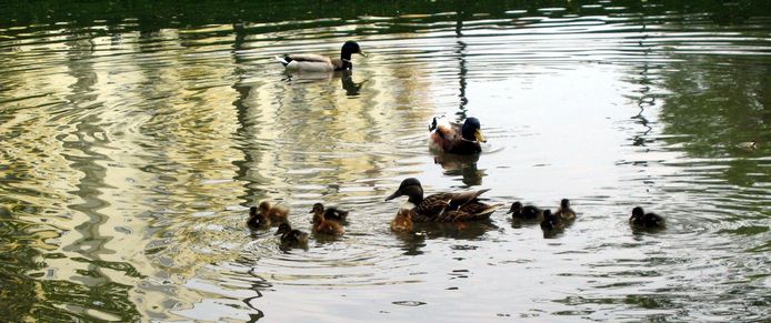 Oud brood gebruiken om de eendjes mee te voeren? Liever niet, aldus de gemeente Zwijndrecht.
