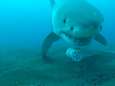 Prachtige beelden: nieuwsgierige witte haai neemt camera mee op buitengewone tocht