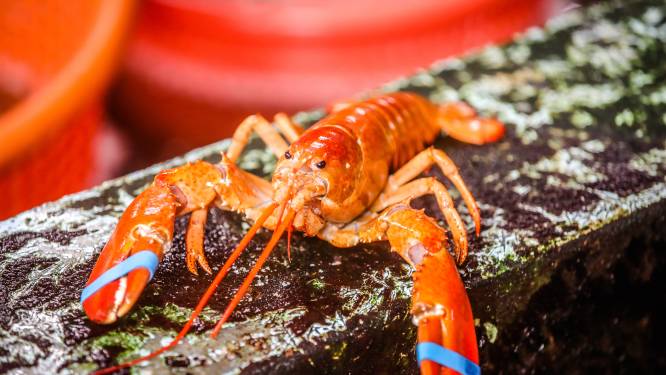 Octopus, krab en kreeft voelen verdriet: koken van levende dieren verboden in Groot-Brittannië