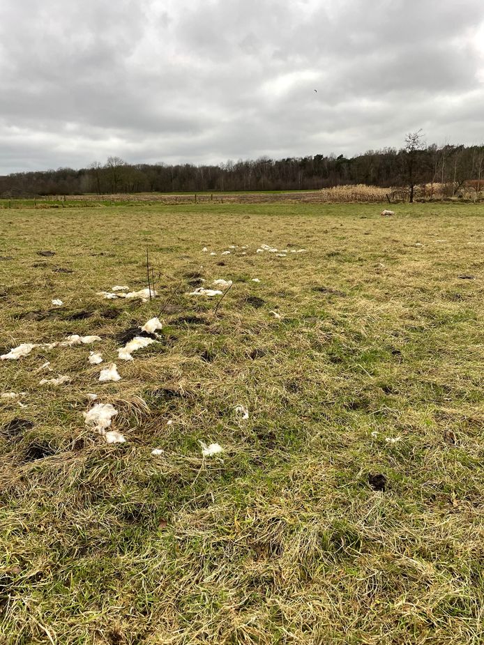 Twee schapen werden doodgebeten op een wei in Overbroek