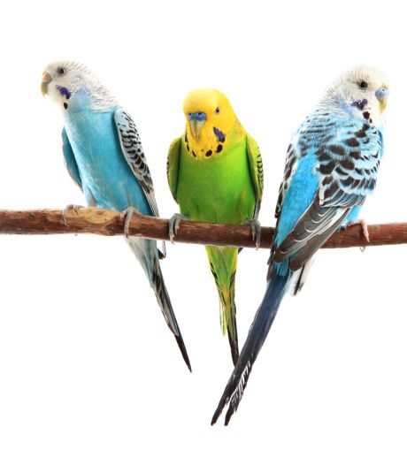 Na twee coronajaren gooit dit jaar vogelgriep roet in het eten: vogeltentoonstelling Groot-Ammers afgelast