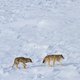 De laatste wolven van Isle Royale: het einde van een experiment