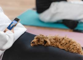 De beestjes braken en trillen van de stress