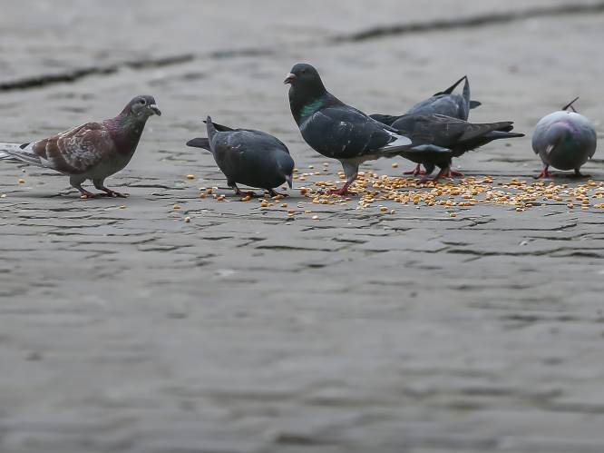 Tongeren pakt overlast van duiven aan met voederrobot