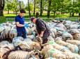 De schapen van herder Jos Duurland (rechts) worden ingeënt door dierenarts Stijn Aarnink.