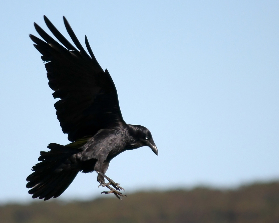 Полёт ворона. Атакующий ворон. Атакующий ворон. Ворон каркает. Размах крыльев ворона.