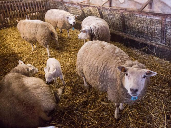 Wolvenplan van minister Schauvliege is slecht nieuws voor schapen