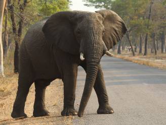 Zimbabwe verkocht bijna 100 olifanten aan China en Dubai wegens overbevolking nationale parken