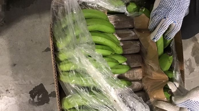 Tussen een partij bananen treft de politie 921 kilo cocaine aan.
