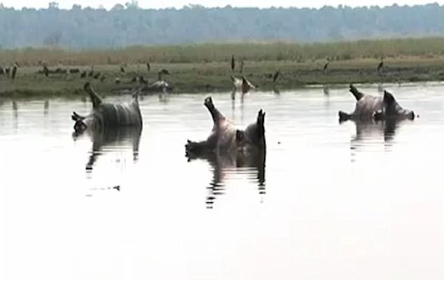 De dode nijlpaarden drijven in het water van het Bwabwata National Park.