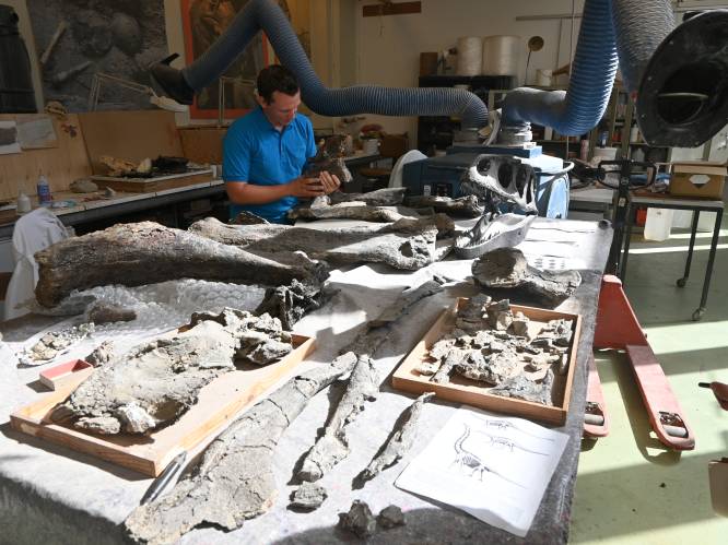 ‘Dino Dan’ over een paar jaar tentoongesteld in Koninklijk Natuurwetenschappelijk Museum: “Mogelijk gaat het om een nieuwe soort”