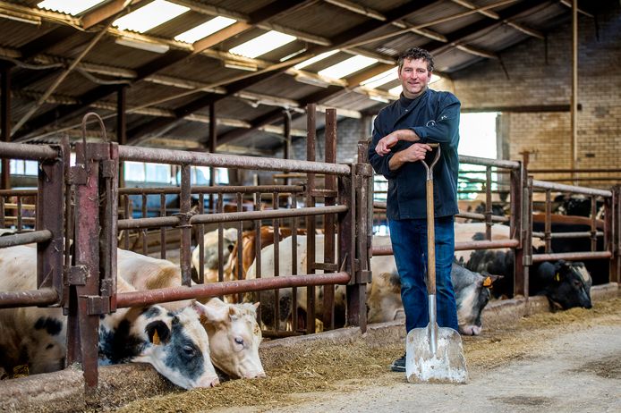 Corné van Roessel van de Walhoeve poseert in 2014 tussen zijn stieren.