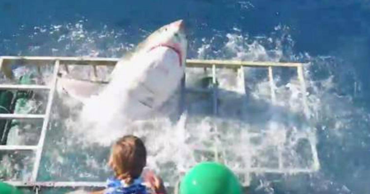 Man die in kooi door haai