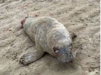 Jong zeehondje sterft na aanval door hond op Koksijdse strand