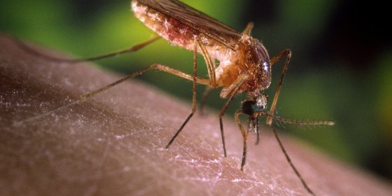 Vraag van de dag: verspreiden muggen het coronavirus?