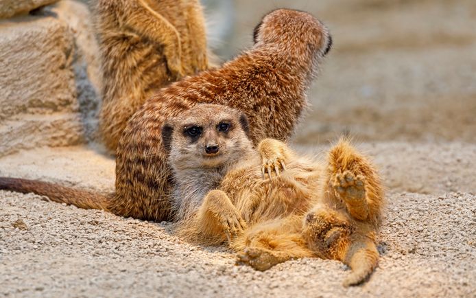 Een meerkat ligt in de dierentuin van het Duitse Stuttgart te ontspannen. Zijn familie blijft waakzaam. Foto Ronald Wittek