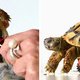 Cute! Schildpad krijgt LEGO-'rolstoel'