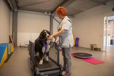 In Hoogeloon kan de hond onder begeleiding sporten