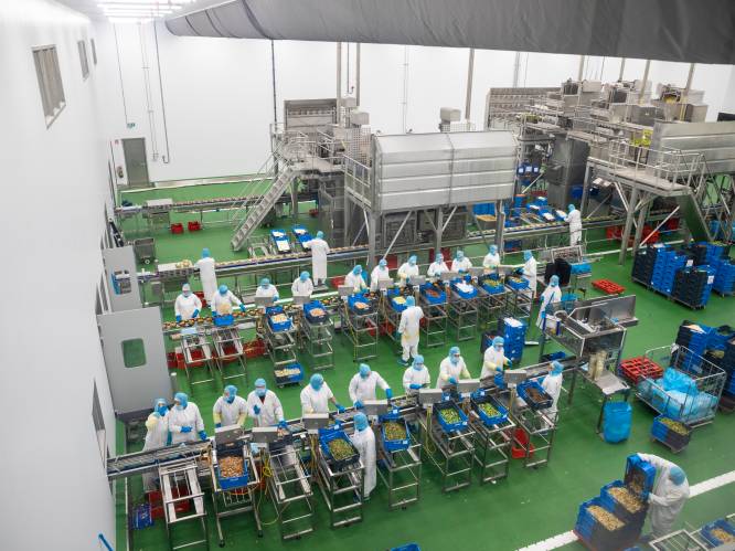 Kipspecialist Plukon in Wezep breidt maaltijdenfabriek uit naar Dronten