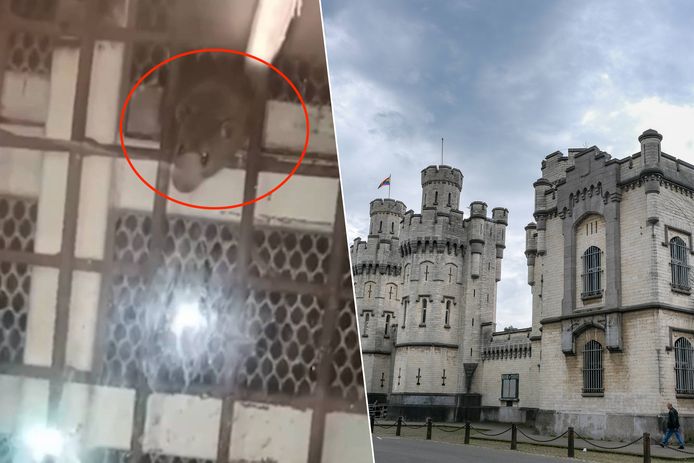 Links: een rat die bijna een van de cellen binnendringt. Rechts: De gevangenis van Sint-Gillis.