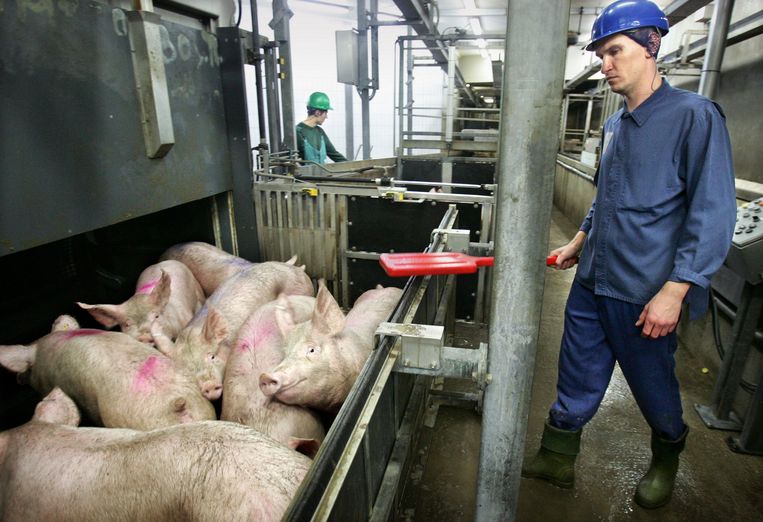 Varkensslachterij  in Brabant. Beeld Koen Verheijden