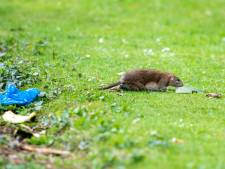 Ze zitten onder de vloer of worden dood neergelegd in huis: ratten zorgen voor onrust in Baarnse wijk