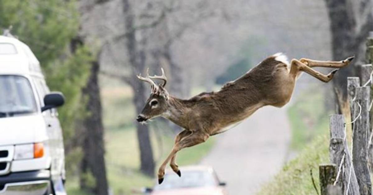 Meer aangereden dieren door ‘verwarde’ biologische klok: ‘Blijft niets van over, daar wen je nooit aan’.