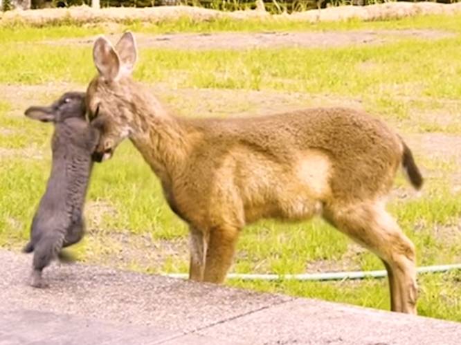 Bambi! Schattige ontmoeting van hertje en konijn gaat viraal