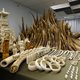 'Diplomaten Chinese president kochten massaal ivoor tijdens staatsbezoek'