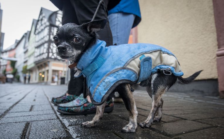 Een chihuahua met regenjasje. Beeld Hollandse Hoogte / AFP