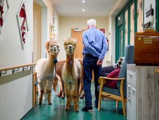 IN BEELD. Alpaca’s zorgen voor vreugde in woonzorgcentrum