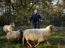 Schaapsherder Jos uit Markelo redt het niet zonder subsidie: ‘Dan gaan de schapen naar de slacht’