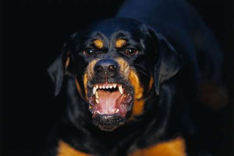 Rottweilers Omgevormd Tot Makke Schoothondjes De Morgen