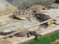 Des centaines de crocodiles affamés abandonnés dans une ferme