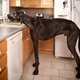 Duitse dog Zeus is de hoogste hond ter wereld