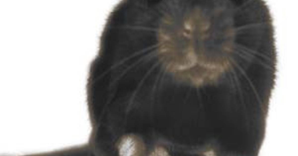 Ratten bijten baby dood in VS Buitenland hln.be
