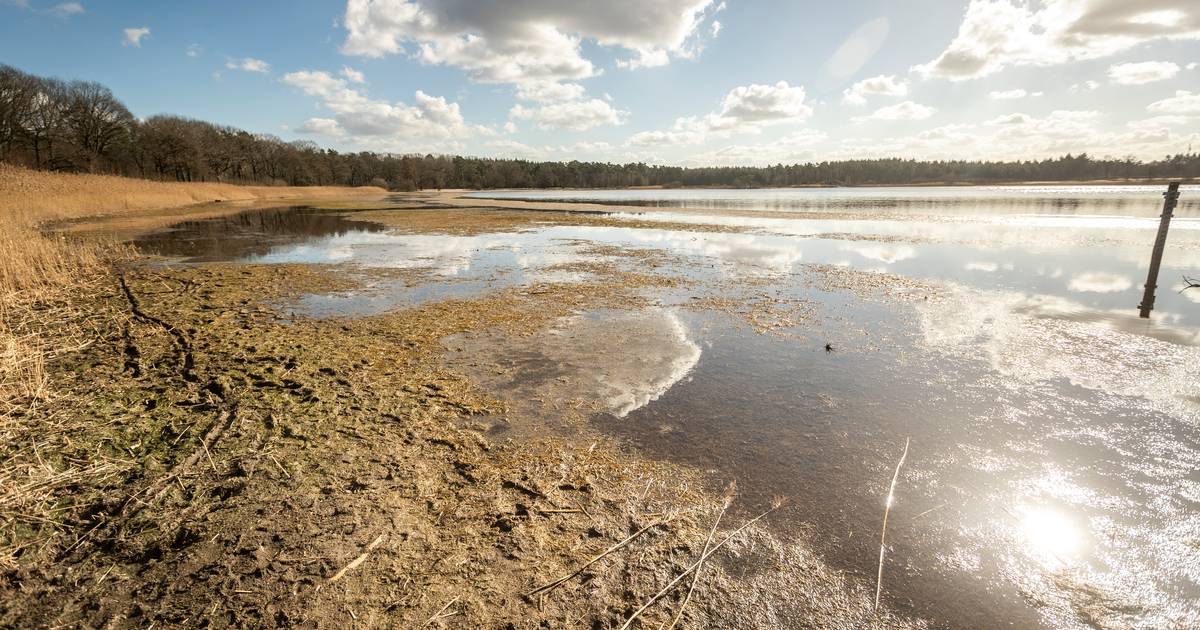 Grootmeer tussen Wintelre en Vessem valt in rap tempo droog. De oorzaak? Een bergje slib