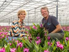 
Al 40 jaar kweekt  Richplant bijzondere kamerplanten: ‘kweken geen ‘standaard’ planten’